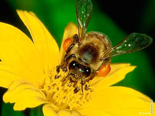bee breed