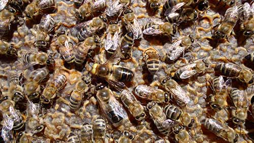 bee breed