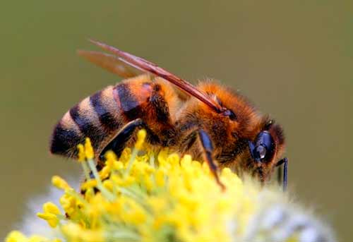 bee breed