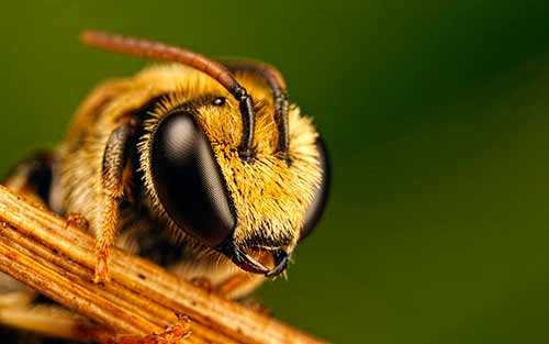 bee breed