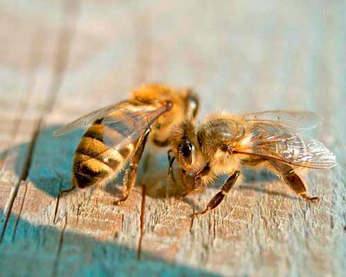 bee breed