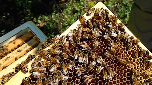bee breed