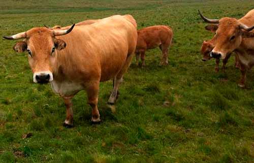 Aubrac