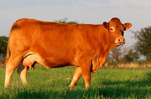 Limousin breed