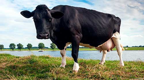 cow udder