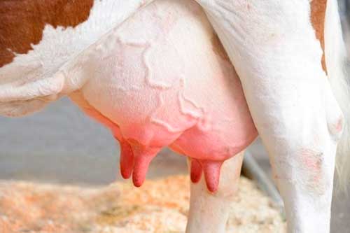masturbate the udder