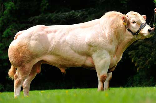 Belgian blue cows