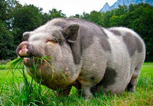 pig