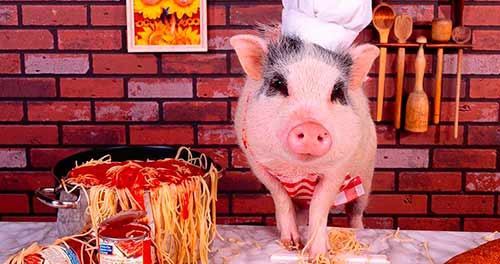 pig diet
