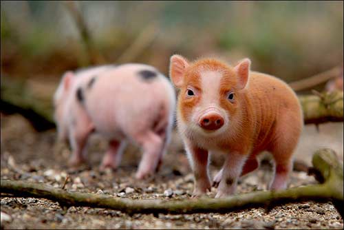 pigs