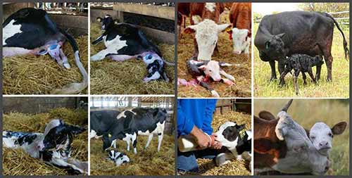 signs of calving