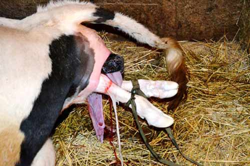care of cows