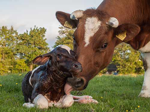 newborn calf