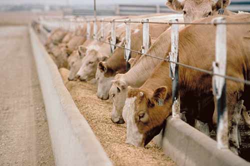 feeding cows