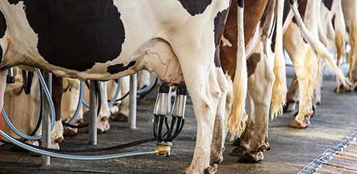 milking cow