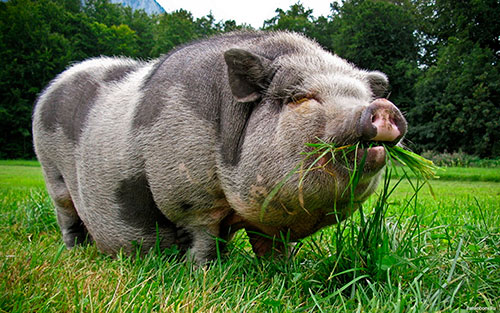 Vietnamese pigs