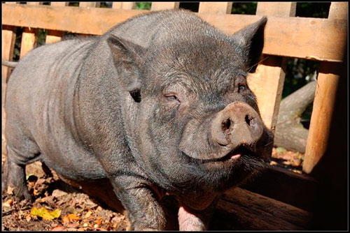 Vietnamese pigs
