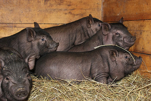 Vietnamese pigs