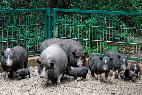 Vietnamese pigs