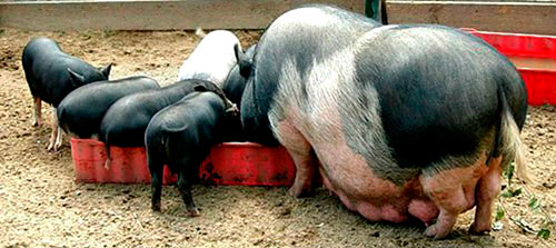 Vietnamese pigs