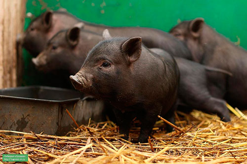 Vietnamese pigs