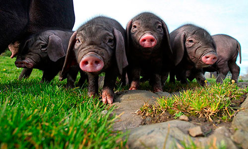 Vietnamese pigs
